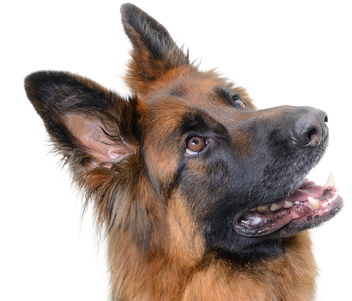 Hunde-Service-Leisterförde