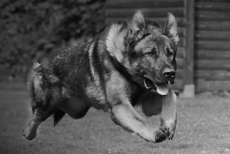 Ein Schäferhund "fliegt", beim Rennen.